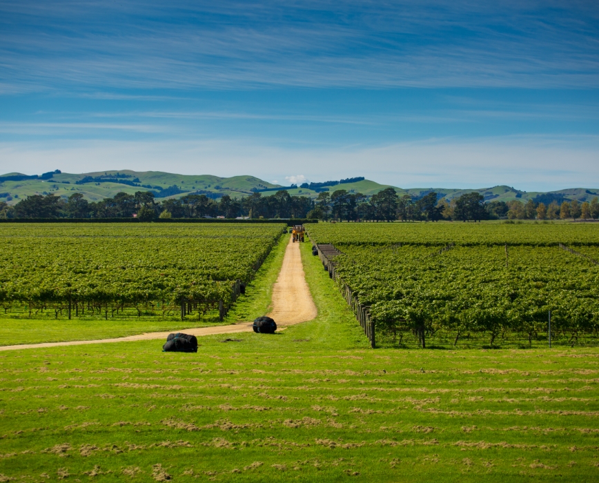 Wairarapa – Wine, Nature, and Rural Charms